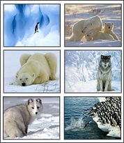 Polar Animals Screensaver
